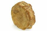 Fossil Ichthyosaur (Brachypterygius) Vertebra - England #351051-2